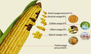 maize processing.jpg