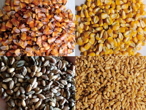 Finished Product of ZCM Grain Mycotoxins Removal Equipment